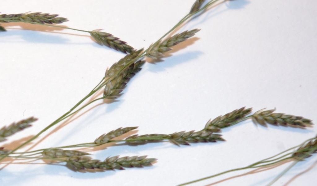 Eragrostis pilosa